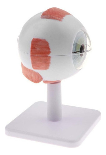 Modelo Del Ojo, 3 Veces Ampliada, Optométrica Education