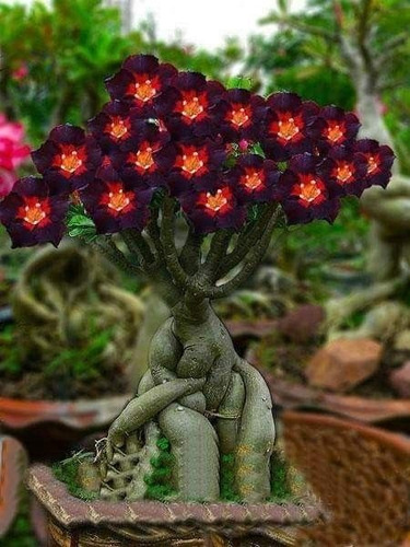 Adenium Enredada Violeta