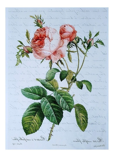 Imagen 4 de 4 de Transferencia Color Set Flores Laura Craft