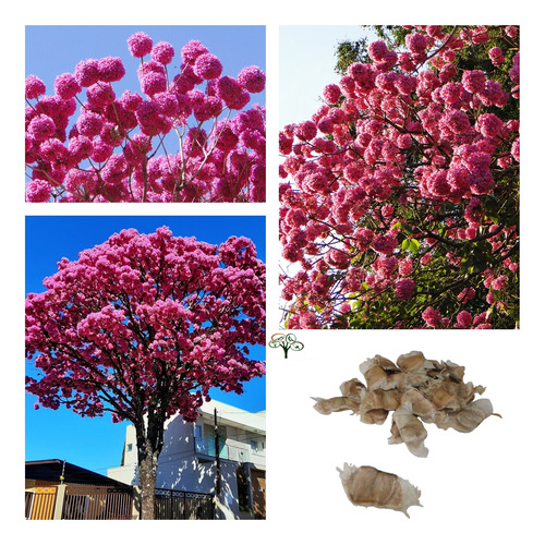 300 Sementes De Ipê Roxo Bola (tabebuia Impetiginosa)