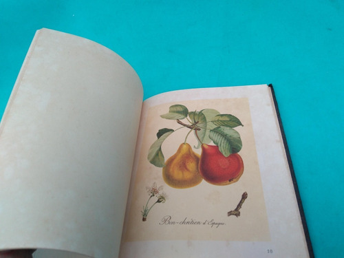 Mercurio Peruano: Antiguo Libro 50s Pinturas De Frutas  L120