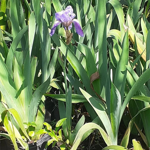 Imagen 2 de 4 de Lirio Azul, Iris Germanica 5lts