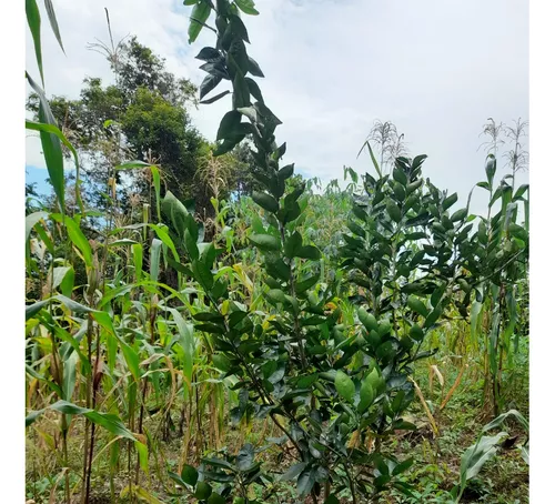 Finca Viotá Vereda Calandaima