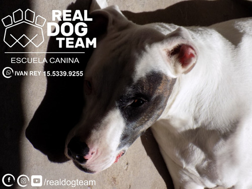 Imagen 9 de 10 de Adiestramiento Canino Zona Oeste