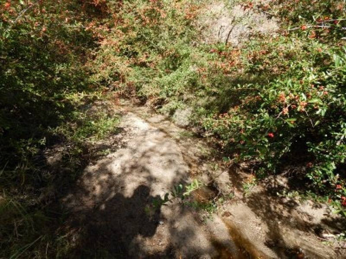 Imagen 9 de 18 de T021 No Amplia Fracción De 15.000 M2 C/escritura Con Acceso De Asfalto En Nono