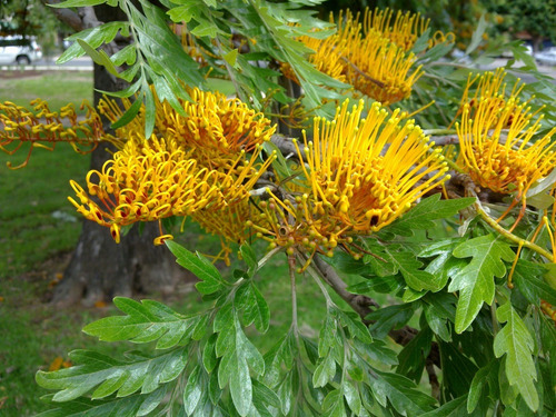 Imagen 3 de 3 de Semillas De Grevillea Robusta O Roble Australiano