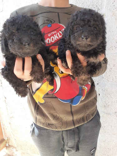 Imagen 6 de 9 de Caniche Toy Negras