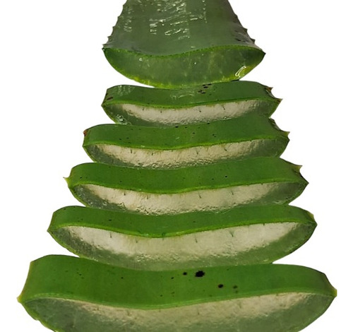 Babosa (folha) Verdadeira Aloe Vera Orgânica Medicinal 1k
