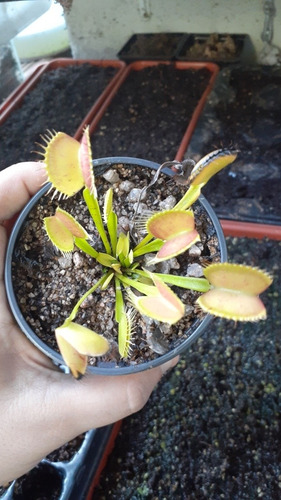 Planta Carnívora Gigante (6 Años) En Maceta Autorregable