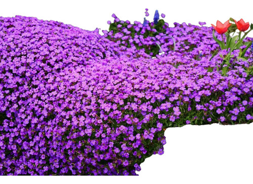 30 Sementes Purple Rock Cress Agrião Das Rochas Flor E Panc