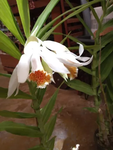 Orquídea Terrestre Exótica Thunia Marshalliana (sem Flor)