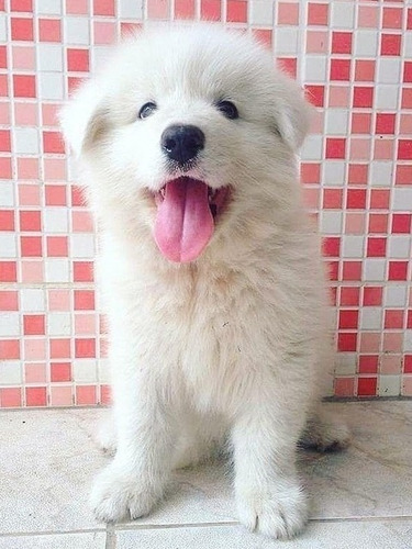 Imagen 7 de 8 de Cachorros Husky - Alaska Malamute
