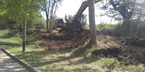 Imagen 8 de 10 de Poda De Arboles, Limpieza De Maleza Y Terrenos