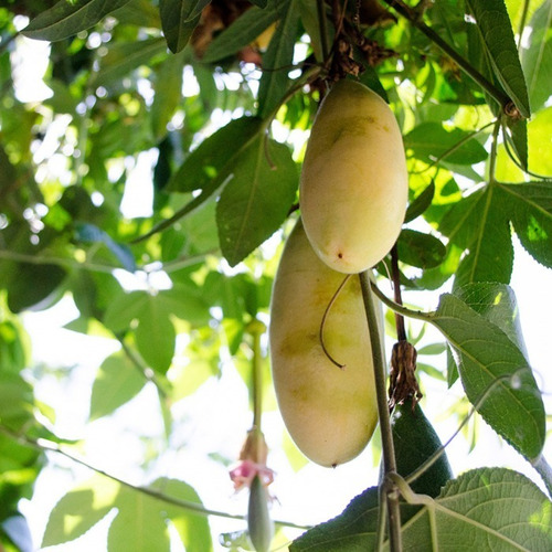 Abono Para La Producción De Curuba