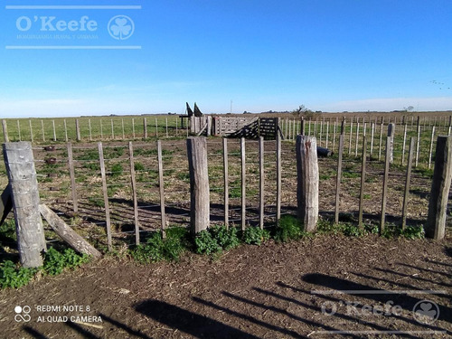 Imagen 27 de 30 de Dolores 210 Has. Campo Mixto En Venta. Excelente Unidad Productiva.