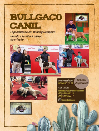 Bulldog Campeiro