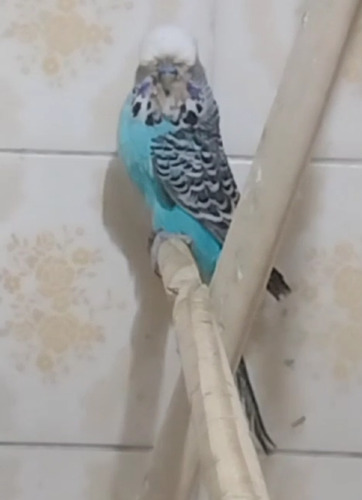 Aves Periquito Inglês (2 Casais) E Traga Alegria Pra Casa