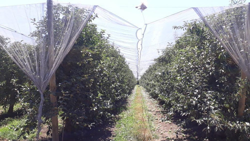Campo Frutícola En Venta En Linares