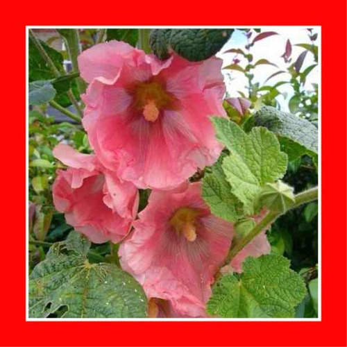 1000sementes De Malva Rosa - Malvavisco - Alcea Rosea - Flor