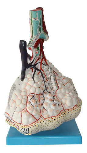 Modelo Ampliacion Lobulo Pulmonar Anatomia Bronquial Humana
