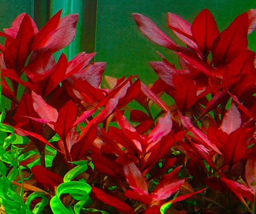 Ludwigia Red Skeleton, Musgo (Usado)
