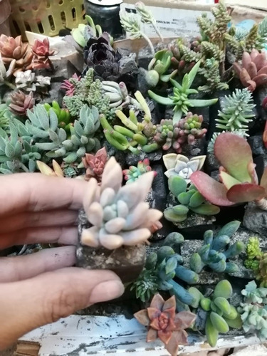 Imagen 2 de 3 de Suculentas Miniatura Sin Maceta Más Gastos De Envío 30 Pzas