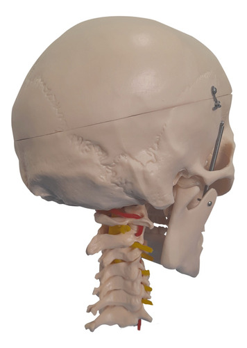 Modelo Anatômico Crânio Coluna Cervical Cérebro 13 Partes