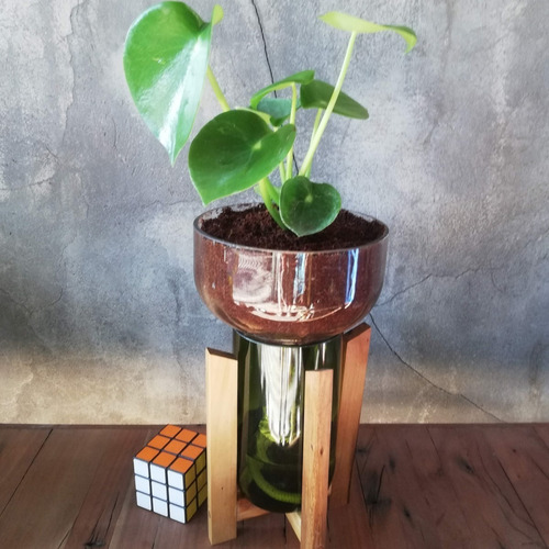 Imagen 8 de 10 de Plantas Interior Cuchara Little Plant 27 Con Soporte