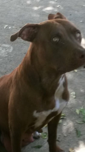 American Pit Bull Terrier