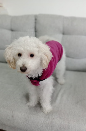 Ropa De Invierno Para Mascotas. Peluche Agua