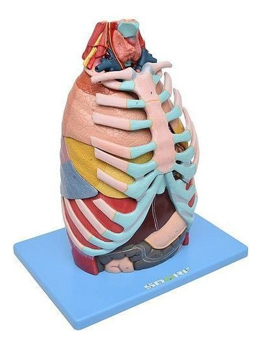 Cavidade Torácica Em 17 Partes Modelo Anatomia