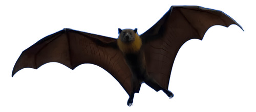 Ultra Potente Murcielagos Ratas Ultrasonido Plagas Mosquitos