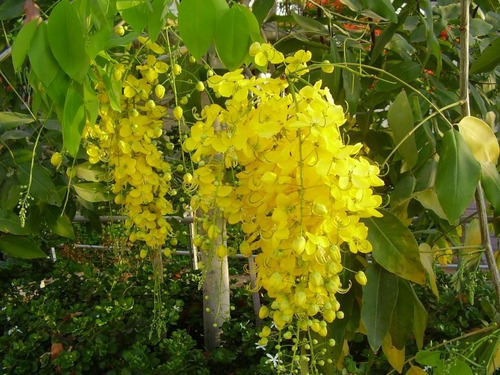 Lluvia De Oro, Arbolitos Muy Bonitos