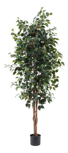 Ficus 180cm