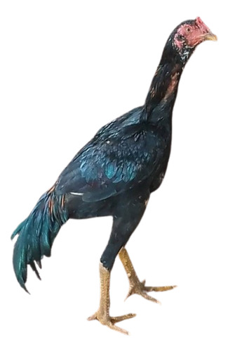 Galos Indio Shamo (ovos Galados)