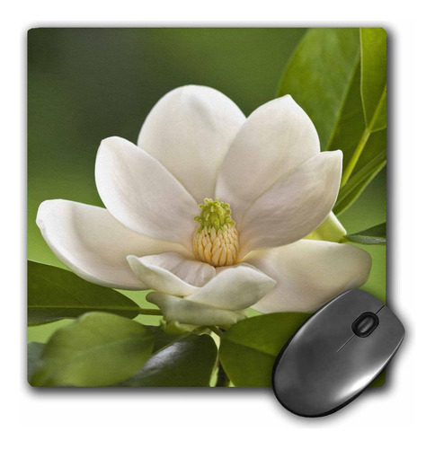 3drose Llc 8 X 8 X 0,25 Magnolia Tree Flower Blossom Adam De