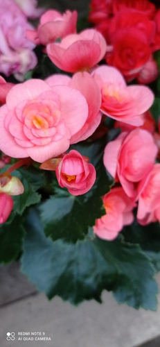 Begonia Tuberosa - Tuberhybrida Floral | Cuotas sin interés