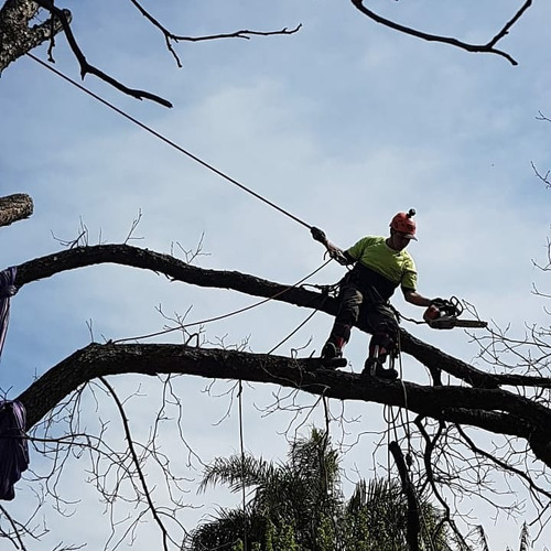 Imagen 5 de 10 de Poda De Arboles Y Palmeras Tala Extracciones Altura Riesgo