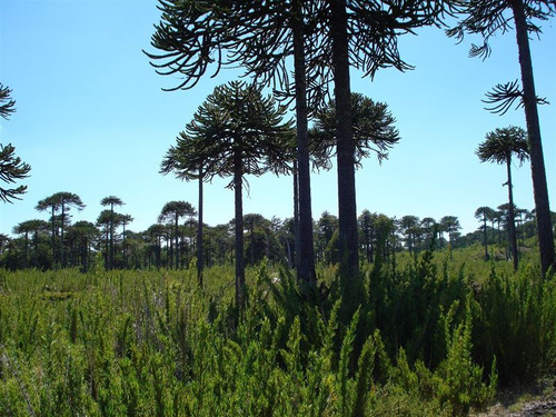 Agrícola En Venta En Temuco