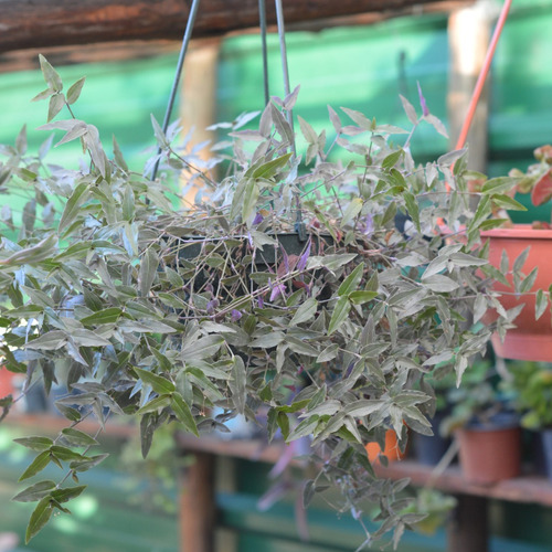 Planta Velo De Novia Tradescantia Multiflora