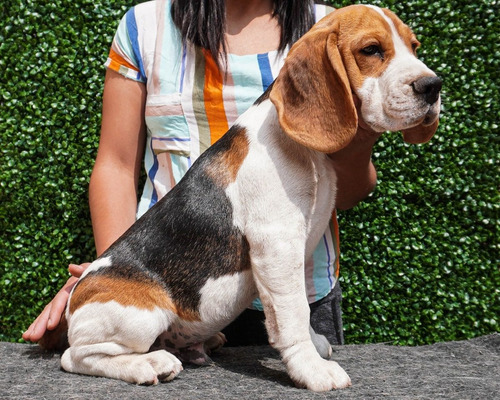 Precioso Beagle Cachorro Macho Tricolor Fca - Cash - Transf