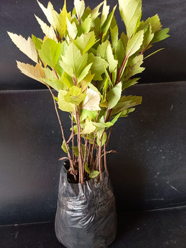 Mudas Plátano Kit Com 5 Mudas Ideal Para Jardins E Bosques Folhas Amarelas
