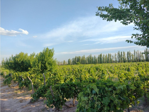 Vendo Finca Viñedos San Rafael Las Paredes