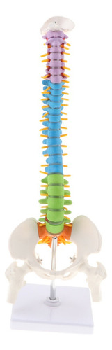 - 45cm Modelo De Anatomía De Columna Vertebral Humana Con