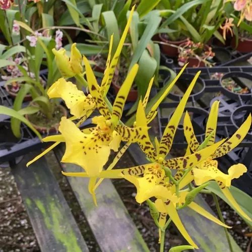 Orquídea Aranha Exótica Brassia Sp Amarela Coleção Incrível | Parcelamento  sem juros