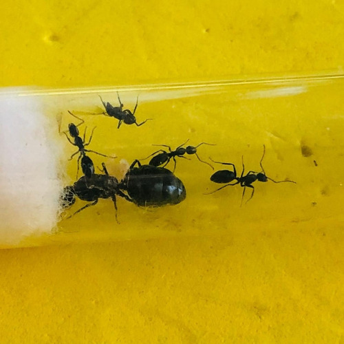 Mini Colonia De Hormigas - Camponotus Morosus 1q4w