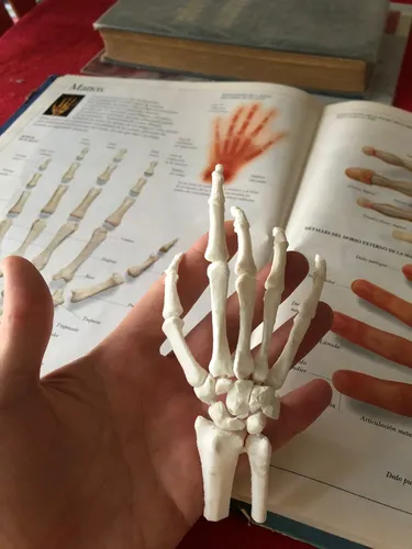 Mano Anatómica Modelo De Impresion 3d 