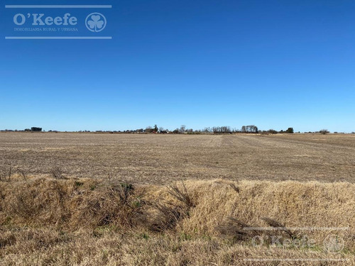 Imagen 3 de 9 de Chacabuco- Chacra En Venta De 12 Has Agricolas. A 300 M De La Ruta