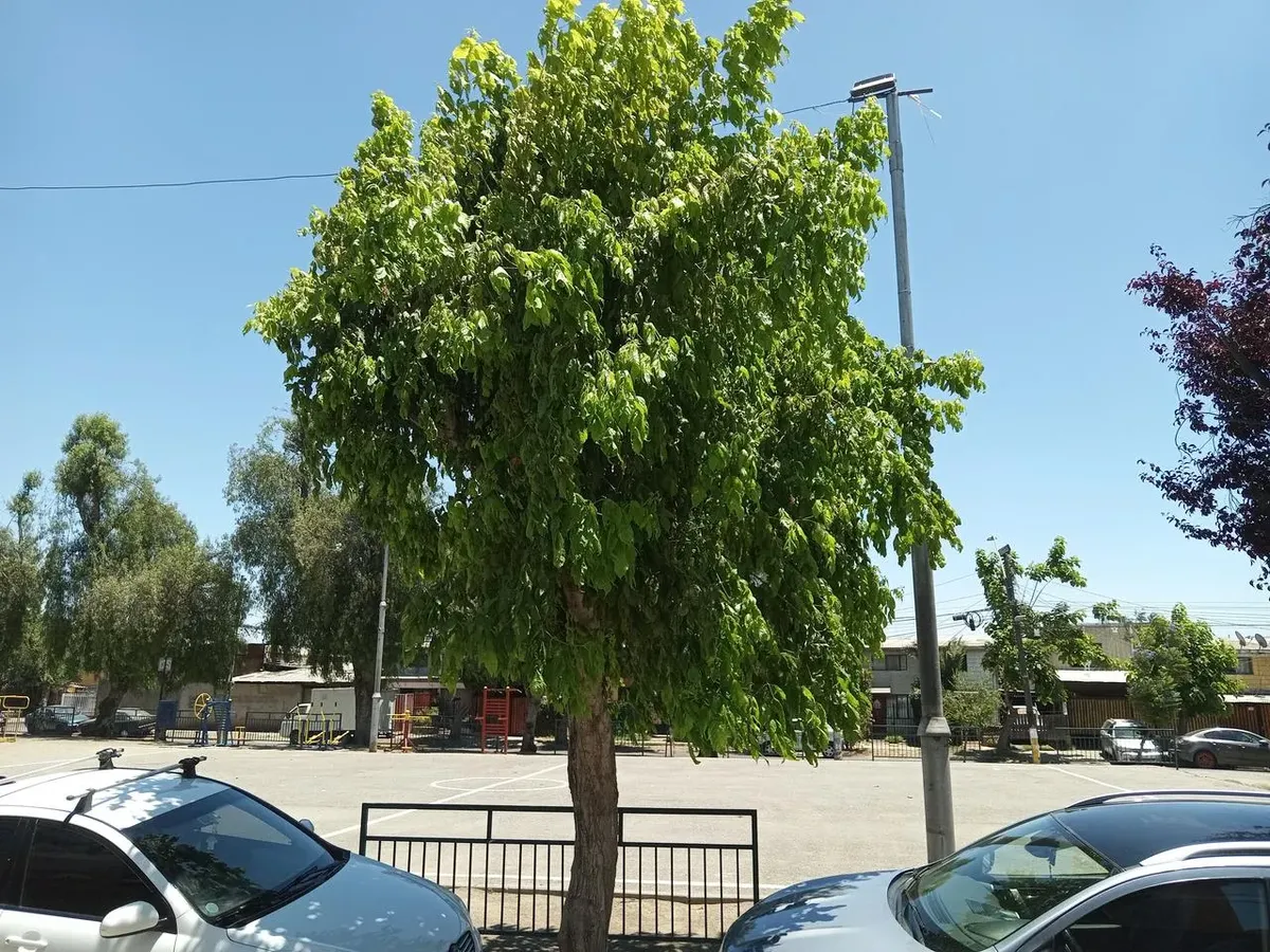 Imagen 5 de 13 de Acogedora Y Amplia Casa Con Gran Estacionamiento