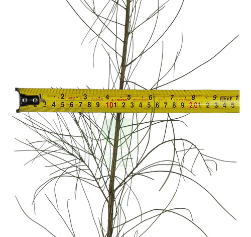 Árbol Casuarina
